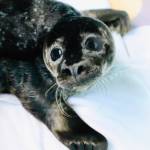 One of two baby seal pups rescued and transported to the Alaska SeaLife Center in Seward is seen in June 2021. (Photo provided by the Alaska SeaLife Center)