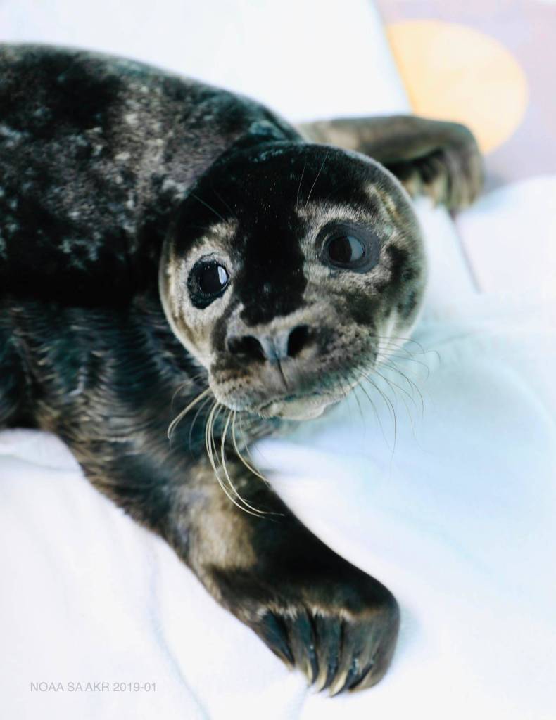One of two baby seal pups rescued and transported to the Alaska SeaLife Center in Seward is seen in June 2021. (Photo provided by the Alaska SeaLife Center)
