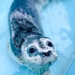 One of two baby seal pups rescued and transported to the Alaska SeaLife Center in Seward is seen in June 2021. (Photo provided by the Alaska SeaLife Center)
