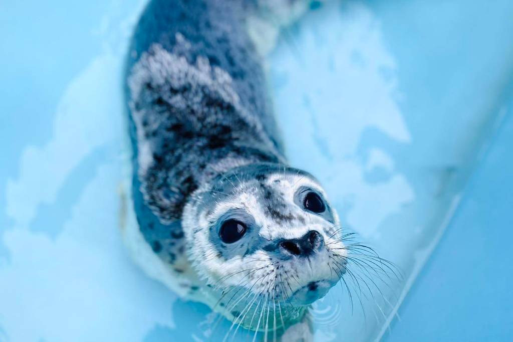 One of two baby seal pups rescued and transported to the Alaska SeaLife Center in Seward is seen in June 2021. (Photo provided by the Alaska SeaLife Center)