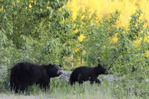 Black bears roam in the Skilak Lake area of the Kenai Peninsula, Alaska, on June 13, 2021. (Photo by Ashlyn OHara/Peninsula Clarion)
