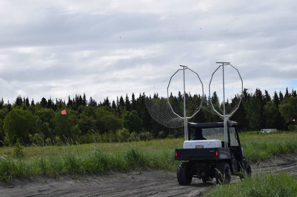 A four-wheeler carries dipnets at Kasilof River State Recreational Site in Kasilof, Alaska, on Friday, June 25, 2021. The Kasilof River dipnet opening yields anglers from all over the state. (Camille Botello / Peninsula Clarion)
