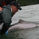 Greg Brush passes Kenai conservation on to the next generation of anglers by releasing a king salmon. (Photo courtesy Greg Brush)