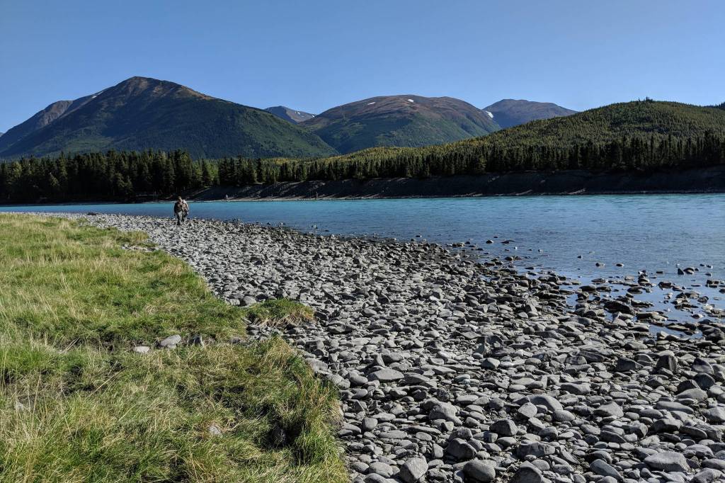 A fisherman walks along the Kenai River near Sportsmans Landing in Cooper Landing, Alaska, on Sept. 8, 2018. (Clarion file)