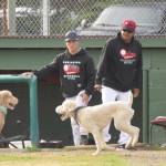 A couple of loose dogs play in front of the dugout of the Peninsula Oilers during the top of the seventh inning Tuesday, June 29, 2021, at Coral Seymour Memorial Park in Kenai, Alaska. The dogs were eventually led to the Oilers bullpen, leading the public address announcer to say, If you are missing two dogs, please see the Oilers bullpen. (Photo by Jeff Helminiak/Peninsula Clarion)