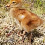 After a few days, the chick is getting stronger and showing promise for a potential successful release. (Photo by Marianne Clark)