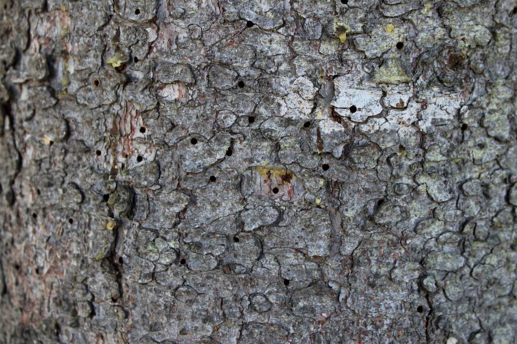 Holes are seen in the bark of a spruce tree outside of the Kenai Post Office on Friday, July 2, 2021 in Kenai, Alaska. (Ashlyn OHara/Peninsula Clarion)