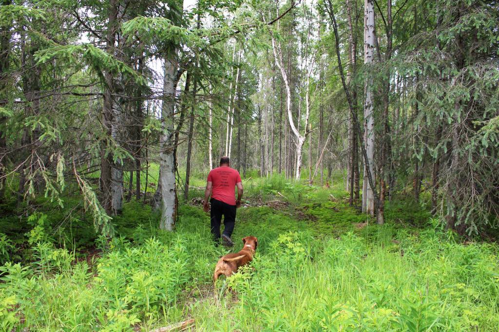 Walt Blauvelt and his dog Goldie walk through trees near the Central Peninsula Landfill on Thursday, July 1, 2021 near Soldotna, Alaska. (Ashlyn OHara/Peninsula Clarion)