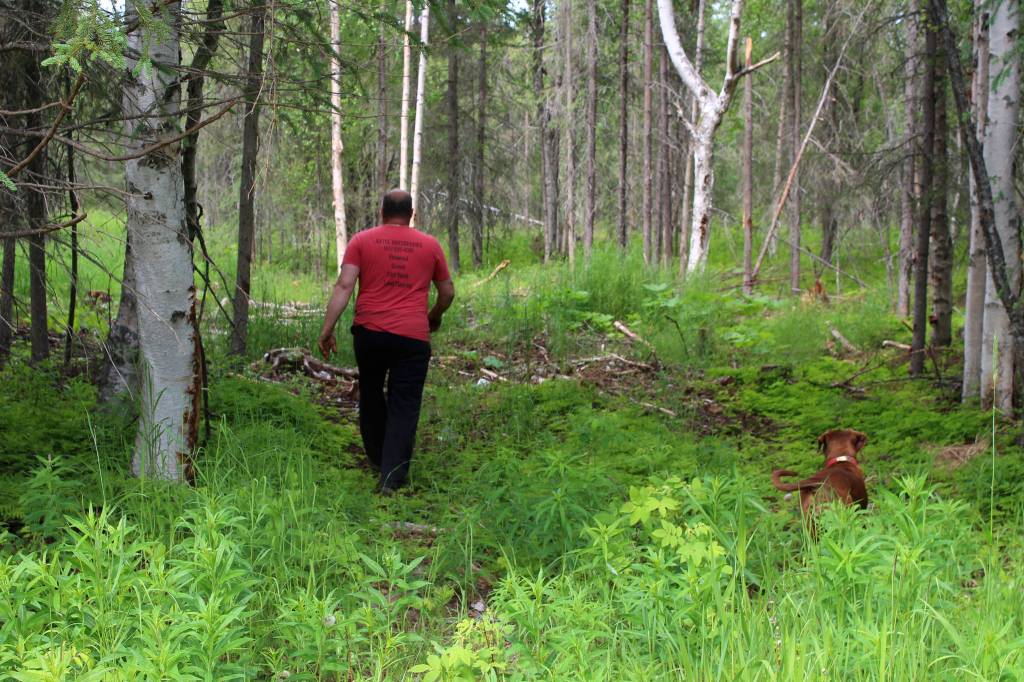 Walt Blauvelt and his dog Goldie walk through trees near the Central Peninsula Landfill on Thursday, July 1, 2021 near Soldotna, Alaska. (Ashlyn OHara/Peninsula Clarion)