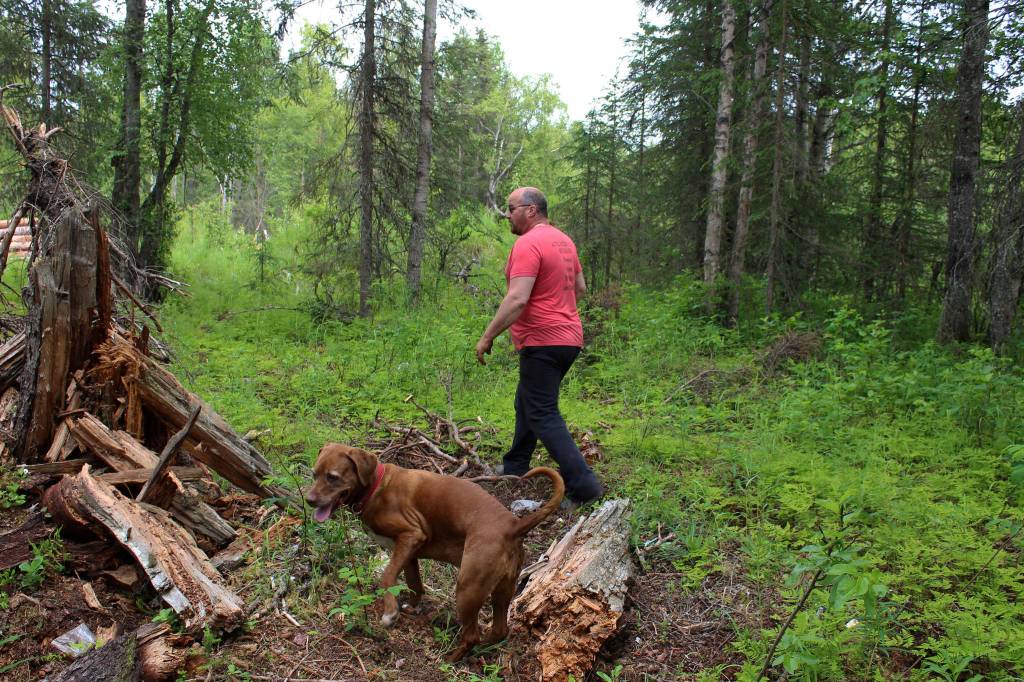 Walt Blauvelt and his dog Goldie walk through trees near the Central Peninsula Landfill on Thursday, July 1, 2021 near Soldotna, Alaska. (Ashlyn OHara/Peninsula Clarion)