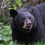 A telephoto lens helps capture this photo of a black bear on the Kenai Peninsula while keeping a safe distance. (Photo by C. Canterbury/Kenai National Wildlife Refuge)