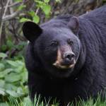 A telephoto lens helps capture this photo of a black bear on the Kenai Peninsula while keeping a safe distance. (Photo by C. Canterbury/Kenai National Wildlife Refuge)