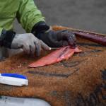 Elizabeth Stergio fillets a salmon after dipnetting on North Kenai Beach on Saturday, July 10, 2021. (Camille Botello/Peninsula Clarion)
