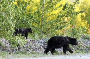 Bears walk along Skilak Lake Road on Monday, June 14, 2021 near Skilak Lake, Alaska. (Ashlyn OHara/Peninsula Clarion)