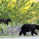 Two black bears walk along Skilak Lake Road on Monday, June 14, 2021 near Skilak Lake, Alaska. (Ashlyn OHara/Peninsula Clarion)