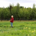 Kenai Soil Water Conservation District Manager Teri Diamond stands in a field near Sterling, Alaska on Friday, July 30, 2021. (Ashlyn OHara/Peninsula Clarion)