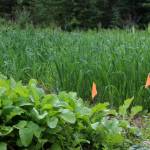 Flags separate groups of plants in a trial field near Sterling, Alaska on Friday, July 30, 2021. (Ashlyn OHara/Peninsula Clarion)