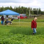 Kenai Soil Water Conservation District Manager Teri Diamond walks in a field near Sterling, Alaska on Friday, July 30, 2021. (Ashlyn OHara/Peninsula Clarion)