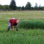 Kenai Soil Water Conservation District Manager Teri Diamond pulls weeds in a field near Sterling, Alaska on Friday, July 30, 2021. (Ashlyn OHara/Peninsula Clarion)