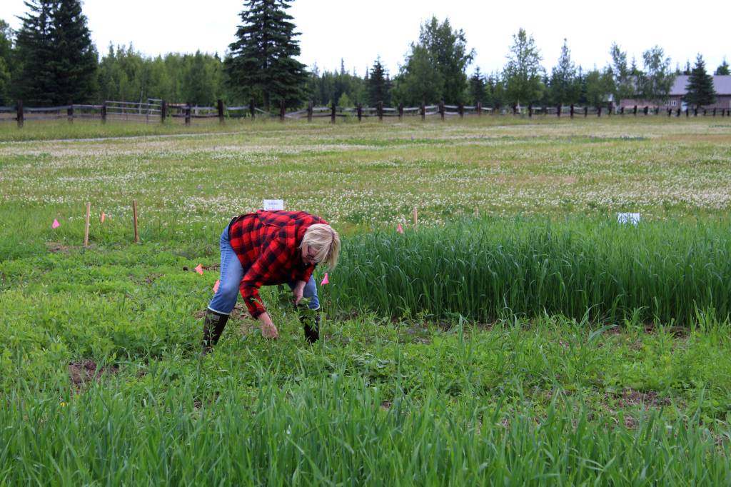 Kenai Soil Water Conservation District Manager Teri Diamond pulls weeds in a field near Sterling, Alaska on Friday, July 30, 2021. (Ashlyn OHara/Peninsula Clarion)