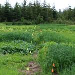 Flags separate groups of plants in a trial field near Sterling, Alaska on Friday, July 30, 2021. (Ashlyn OHara/Peninsula Clarion)
