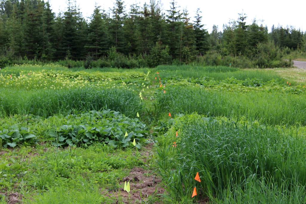Flags separate groups of plants in a trial field near Sterling, Alaska on Friday, July 30, 2021. (Ashlyn OHara/Peninsula Clarion)