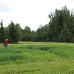 People walk in a cover crop trial field near Sterling, Alaska on Friday, July 30, 2021. (Ashlyn OHara/Peninsula Clarion)