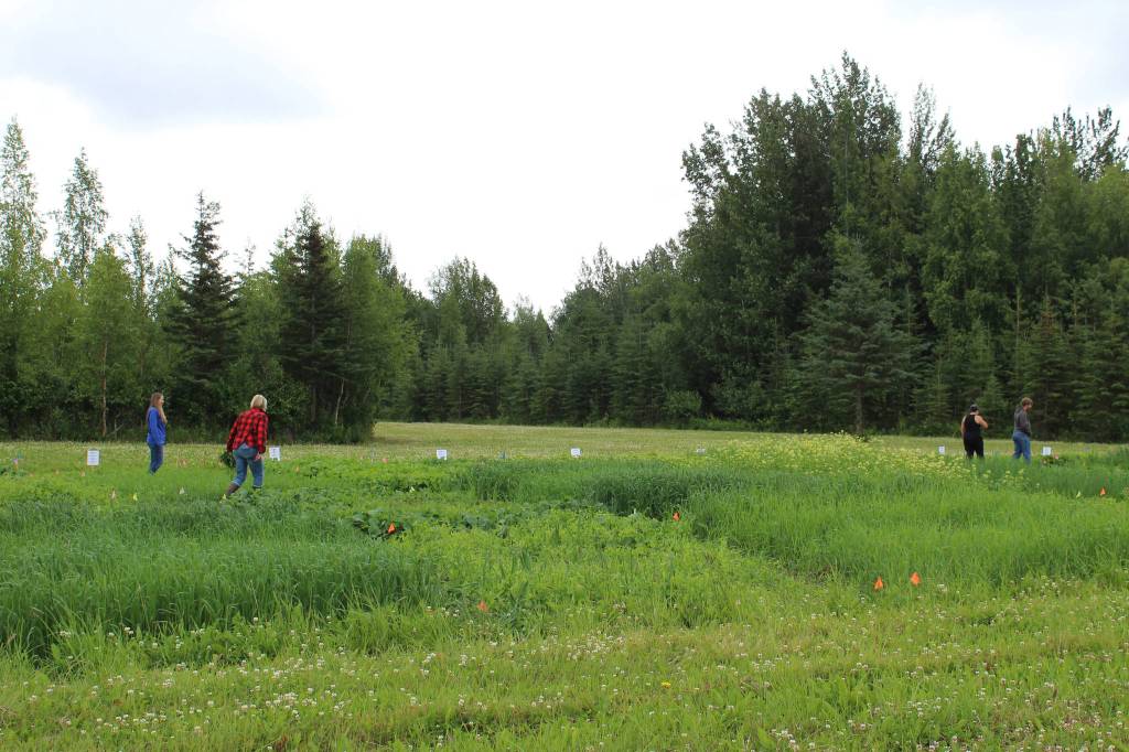 People walk in a cover crop trial field near Sterling, Alaska on Friday, July 30, 2021. (Ashlyn OHara/Peninsula Clarion)