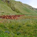 Thousands of 55-gallon metal drums that once held gasoline were left at Great Sitkin Island. (USFWS)