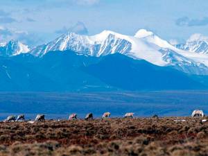 In this June 1, 2001 file photo Caribou graze in the Arctic National Wildlife Refuge in Alaska. U.S. District Judge Sharon Gleason, on Wednesday, Aug. 18, 2021, has thrown out the Trump administrations approval for a massive oil project on Alaskas North Slope, saying the federal review was flawed and didnt include mitigation measures for polar bears. (AP Photo/File)