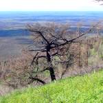 A mountain hemlock burned in the 2019 Swan Lake Fire, pictured June 29, 2021. (Photo by Matt Bowser/USFWS)