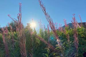 Fireweed in Seward, Alaska. (Photo by Kat Sorensen)