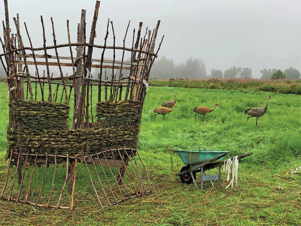 Photo courtesy of Mavis Muller
A flock of sandhill cranes walks by the 18th annual Burning Basket, Recover, as its being created Saturday, Sept. 4, 2021, at Mavis Mullers property near Homer, Alaska. The basket is built in sections so it can be disassembled and transported to Mariner Park on the Homer Spit, where it will be burned at sundown on Sunday, Sept. 12, 2021.