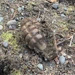 A grenade lays on the ground on Tuesday, Sept. 7, 2021 near Soldotna, Alaska. The grenade was found by 13-year-old Edith Watts on the family property in Ridgeway. Troopers and Joint Base Elmendorf-Richardsons Explosive Ordnance Disposal Company responded to the scene. (Photo by Edith Watts)