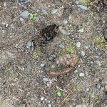 A grenade lays on the ground on Tuesday, Sept. 7, 2021 near Soldotna, Alaska. (Photo by Edith Watts)