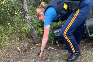 An Alaska State Trooper reaches for a grenade on Tuesday, Sept. 7, 2021 near Soldotna, Alaska. The grenade was found by 13-year-old Edith Watts on the family property in Ridgeway. Troopers and Joint Base Elmendorf-Richardsons Explosive Ordnance Disposal Company responded to the scene. (Photo by Edith Watts)