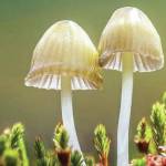 A still from "Fantastic Fungi," showing at the 17th annual Homer Documentary Film Festival. (Photo provided)