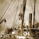 In this undated photo, a horse in a sling is unloaded from the S.S. Dora to the dock at Valdez harbor. (Alaska State Library photo collection)
