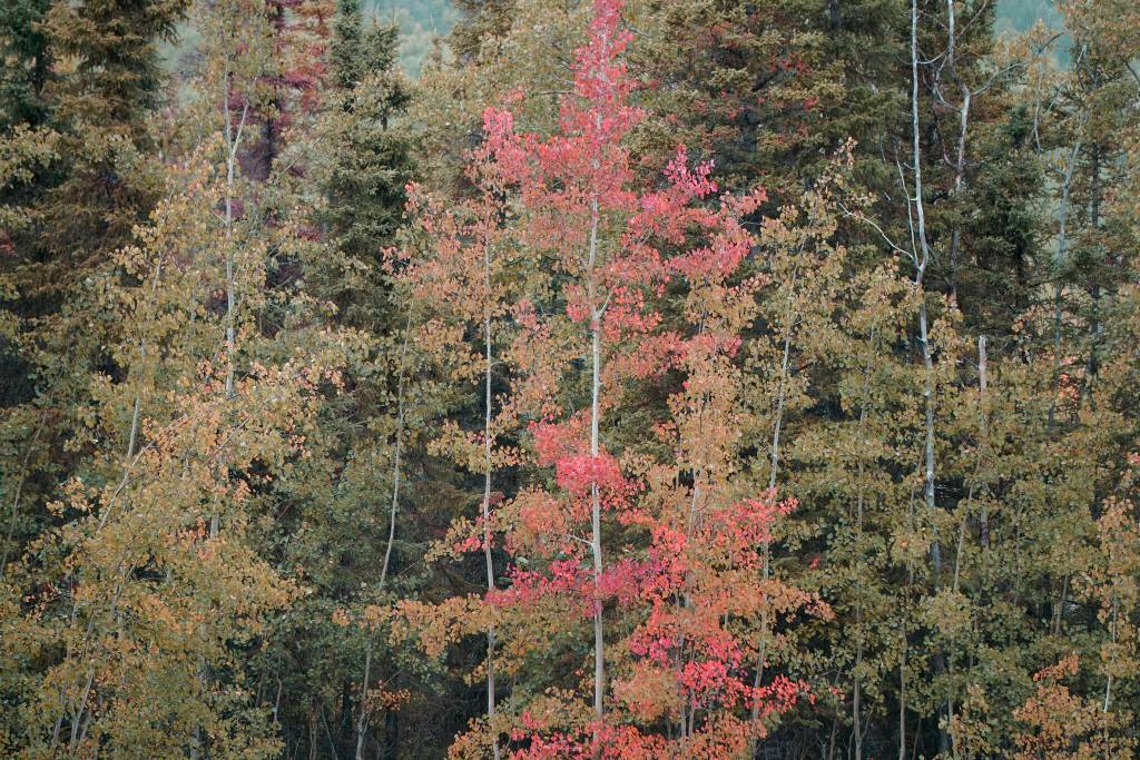 Aspen trees offer a spot of red on Saturday, Sept. 11, 2021, at the Hidden Lake Campground in the Kenai National Wildlife Refuge near Sterling, Alaska. (Photo by Michael Armstrong/Homer News)