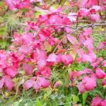 Currant bushes offer the colors of New England maple trees on Saturday, Sept. 11, 2021, at the Hidden Lake Campground in the Kenai National Wildlife Refuge near Sterling, Alaska. (Photo by Michael Armstrong/Homer News)