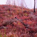 Fireweed past its bloom contrasts with a burned area along the Skilak Lake Road on Saturday, Sept. 11, 2021, near Sterling, Alaska. (Photo by Michael Armstrong/Homer News)