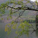 Birch trees have just begun to turn yellow on Friday, Sept. 10, 2021, at the Hidden Lake Campground in the Kenai National Wildlife Refuge near Sterling, Alaska. (Photo by Michael Armstrong/Homer News)