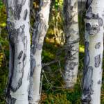 Scars on birch trees create abstract shapes on Saturday, Sept. 11, 2021, at the Hidden Lake Campground in the Kenai National Wildlife Refuge near Sterling, Alaska. (Photo by Michael Armstrong/Homer News)