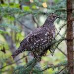 A spruce grouse sits in a tree on Friday, Sept. 10, 2021, at the Hidden Lake Campground in the Kenai National Wildlife Refuge near Sterling, Alaska. (Photo by Michael Armstrong/Homer News)