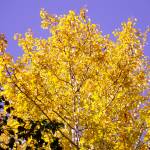 The afternoon sun makes birch leaves glow yellow on Saturday, Sept. 11, 2021, at the Hidden Lake Campground in the Kenai National Wildlife Refuge near Sterling, Alaska. (Photo by Michael Armstrong/Homer News)