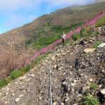 A visual picture of profound change in the alpine plant community post-2019 Swan Lake Fire. This picture is from 2021, two years after the fire. (Photo by Matt Bowser/USFWS)