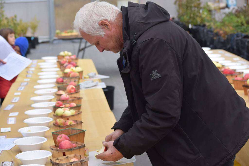 Mike OBrien works the apple tasting at OBrien Garden and Trees in Nikiski, Alaska on Saturday, Sept. 25, 2021. (Camille Botello/Peninsula Clarion)