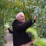 Mike OBrien checks on his peaches at OBrien Garden and Trees in Nikiski, Alaska, on Saturday, Sept. 25, 2021. (Camille Botello/Peninsula Clarion)