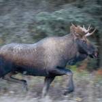 A moose darts into the forest on Beaver Loop Road in Kenai, Alaska, during the Kenai River Marathon on Sunday, Sept. 26, 2021. (Photo by Jeff Helminiak/Peninsula Clarion)