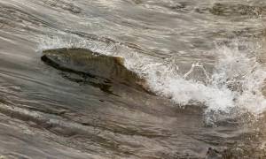 Chinook salmon jump and swim over a weir in the Cook Slough on Wednesday, Sept. 22, 2021 in Silvana, Washington. (Andy Bronson / The Herald)